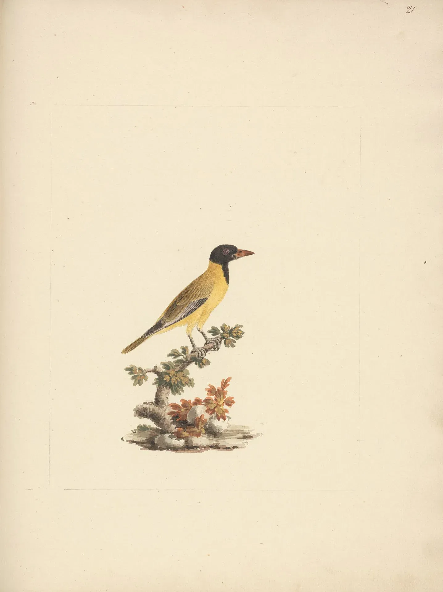 File:Luigi Balugani - Oriolus monacha (Black Headed Abyssinian Oriole) - B1977.14.8488(21) - Yale Center for British Art.jpg