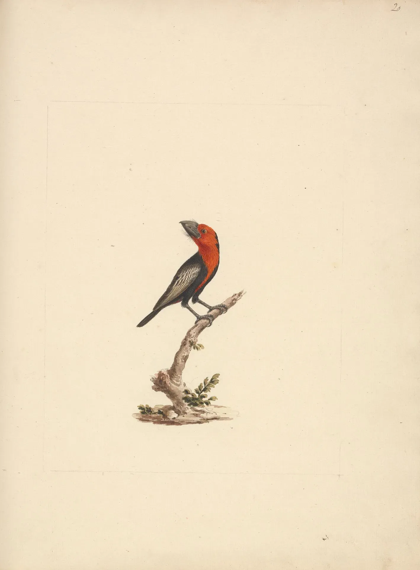 File:Luigi Balugani - Lybius guifsobalito (Black-billed Barbet) - B1977.14.8488(20) - Yale Center for British Art.jpg