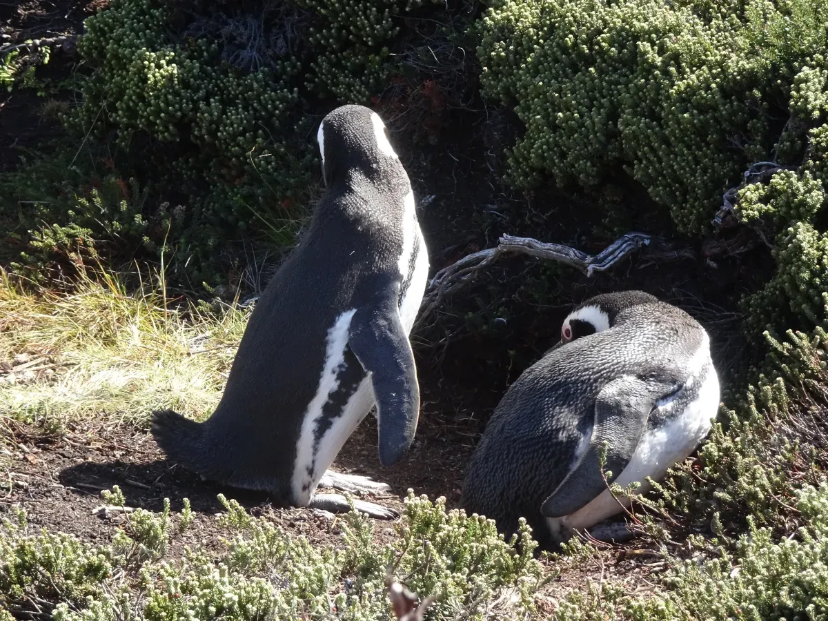 File:Magellanpinguine (Spheniscus magellanicus).jpg