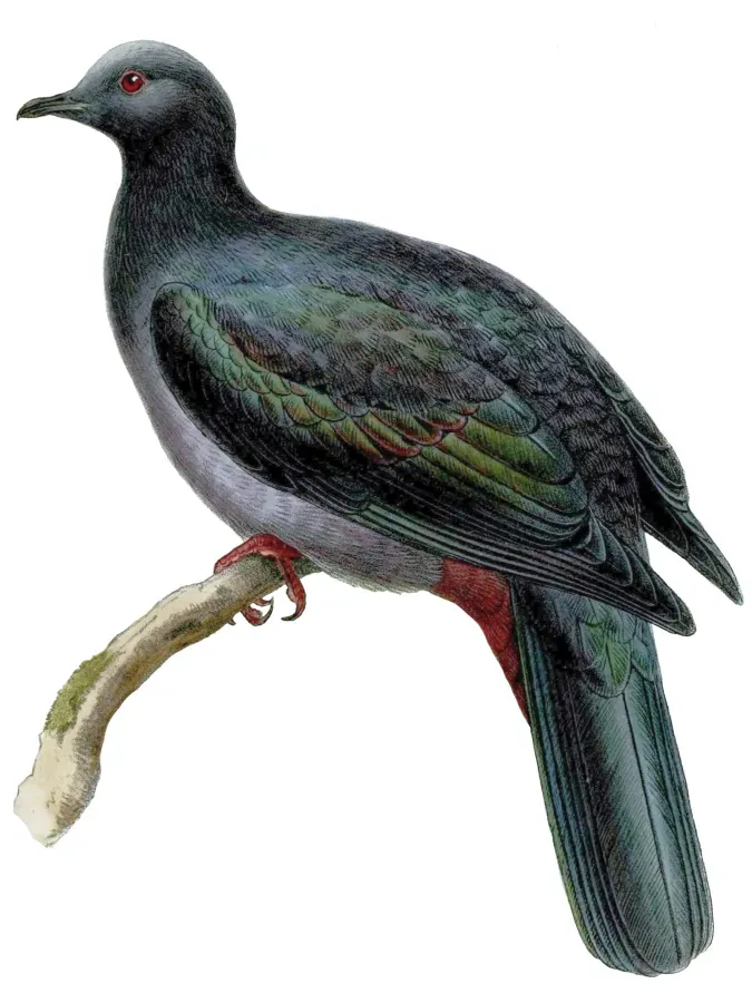 File:Ducula whartoni.jpg