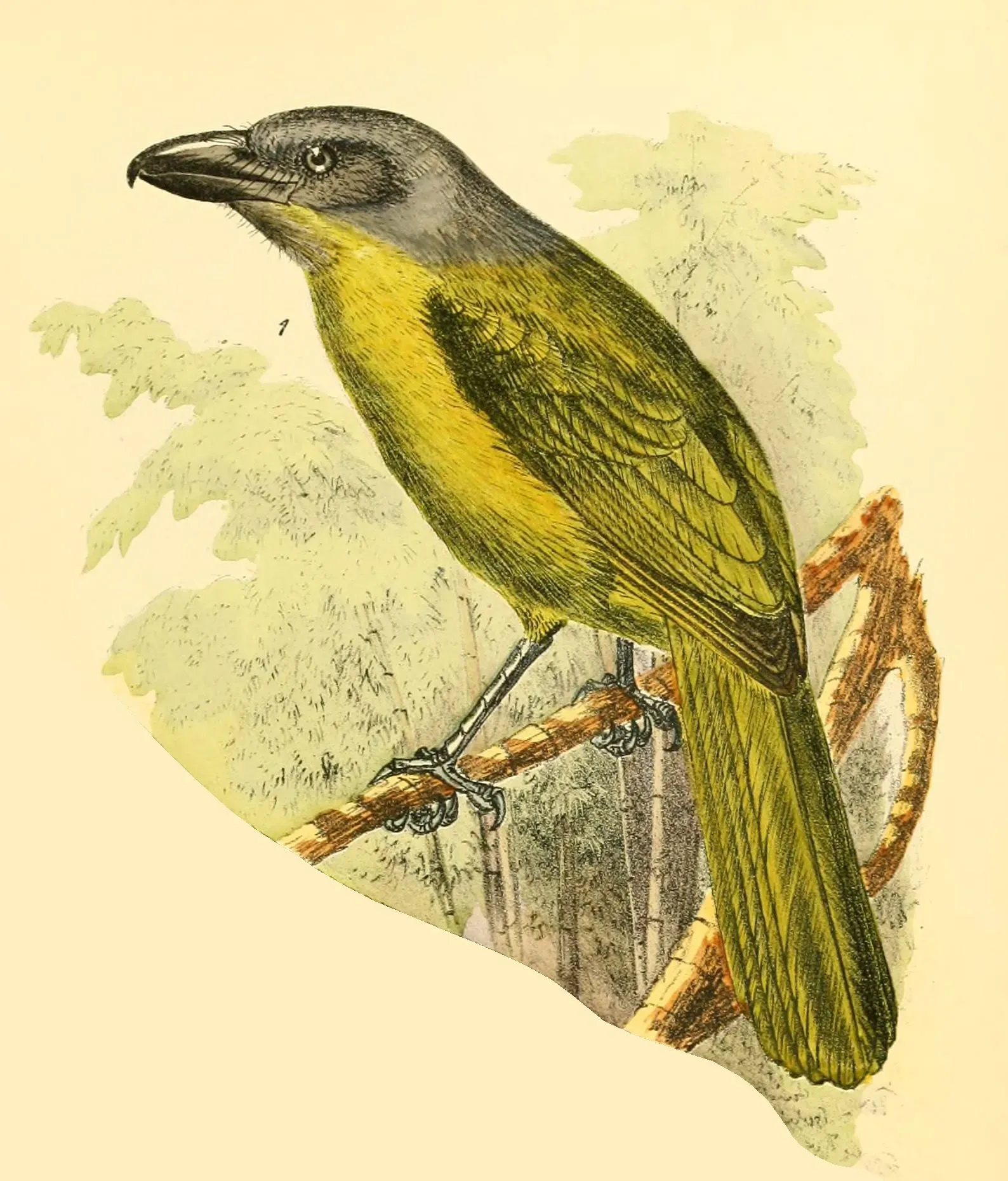 File:Die Vögel Afrikas (6425136275), Malaconotus gladiator, Anton Reichenow.jpg