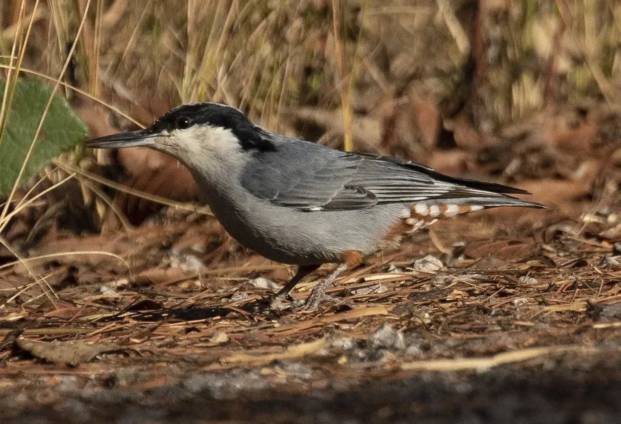 File:Giant nuthatch (Sitta magna).jpg