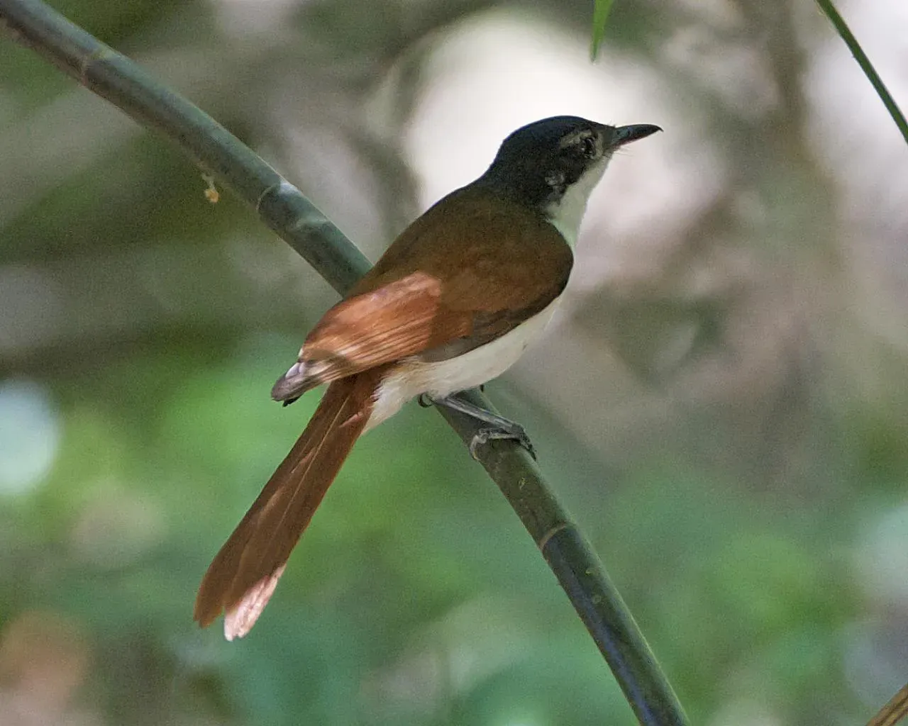 File:Myiagra alecto melvillensis female 1.jpg