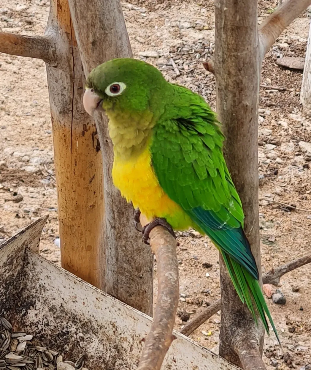 File:Eupsittula cactorum 175826364.jpeg