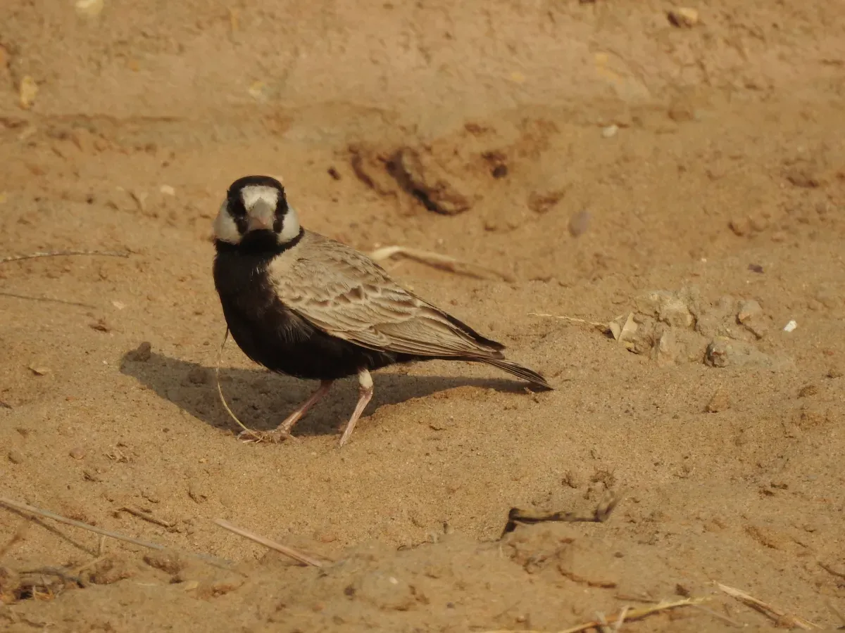 File:Black-crowned Sparrow-lark Eremopterix nigriceps by Raju Kasambe DSCN0094 01.jpg