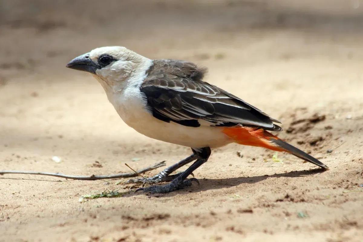 File:Dinemellia dinemelli (White-headed Buffalo Weaver), Waso, Samburu, Kenya 1.jpg