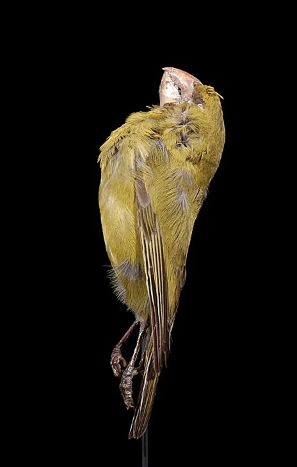 File:Chloridops kona S.B.Wilson, 1888 2433871981.jpg