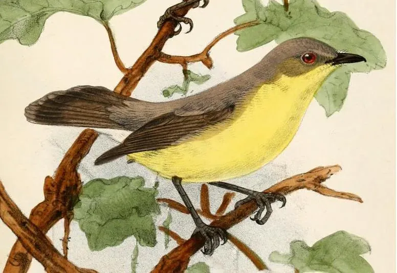 File:Gerygone sulphurea.jpg