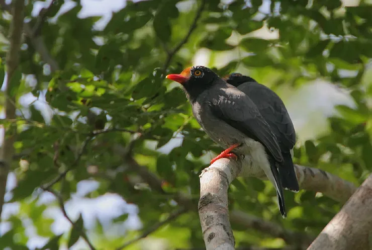 File:Flickr - Rainbirder - Chestnut-fronted Helmet-Shrikes (Prionops scopifrons kirki).jpg
