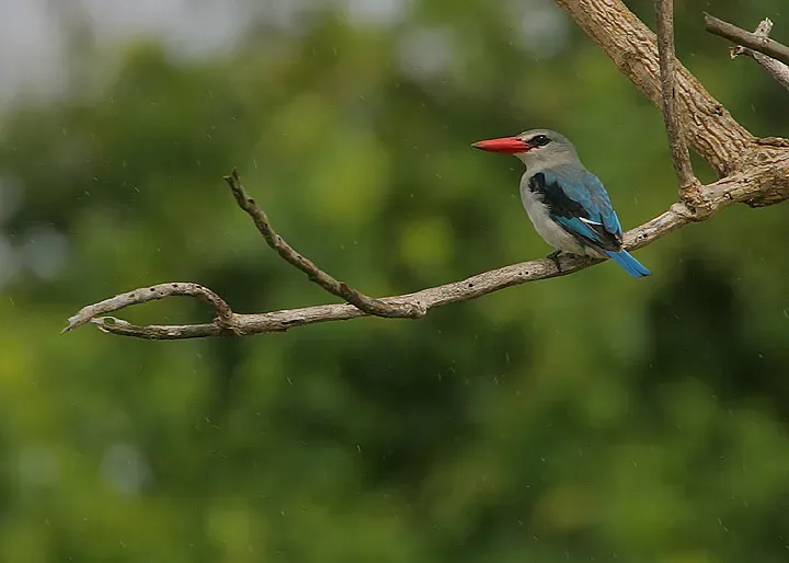 File:Flickr - Rainbirder - Mangrove Kingfisher (Halcyon senegaloides) in the rain.jpg