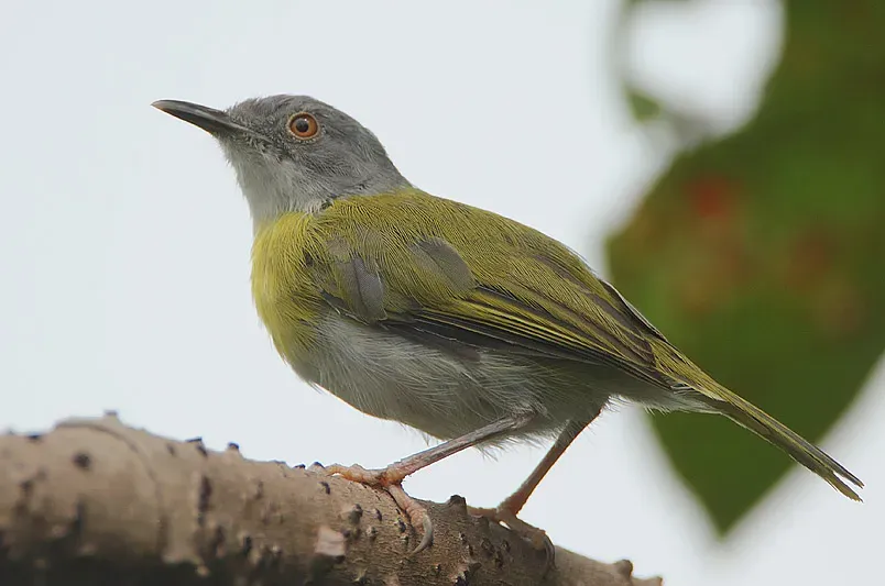 File:Flickr - Rainbirder - Yellow-breasted Apalis (Apalis flavida).jpg