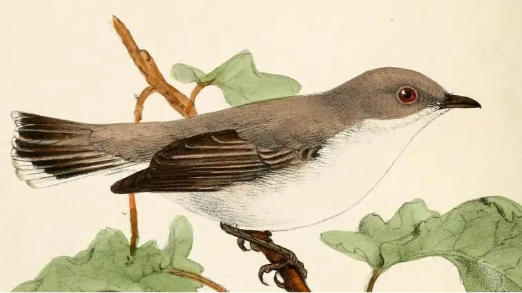 File:Gerygone inornata.jpg