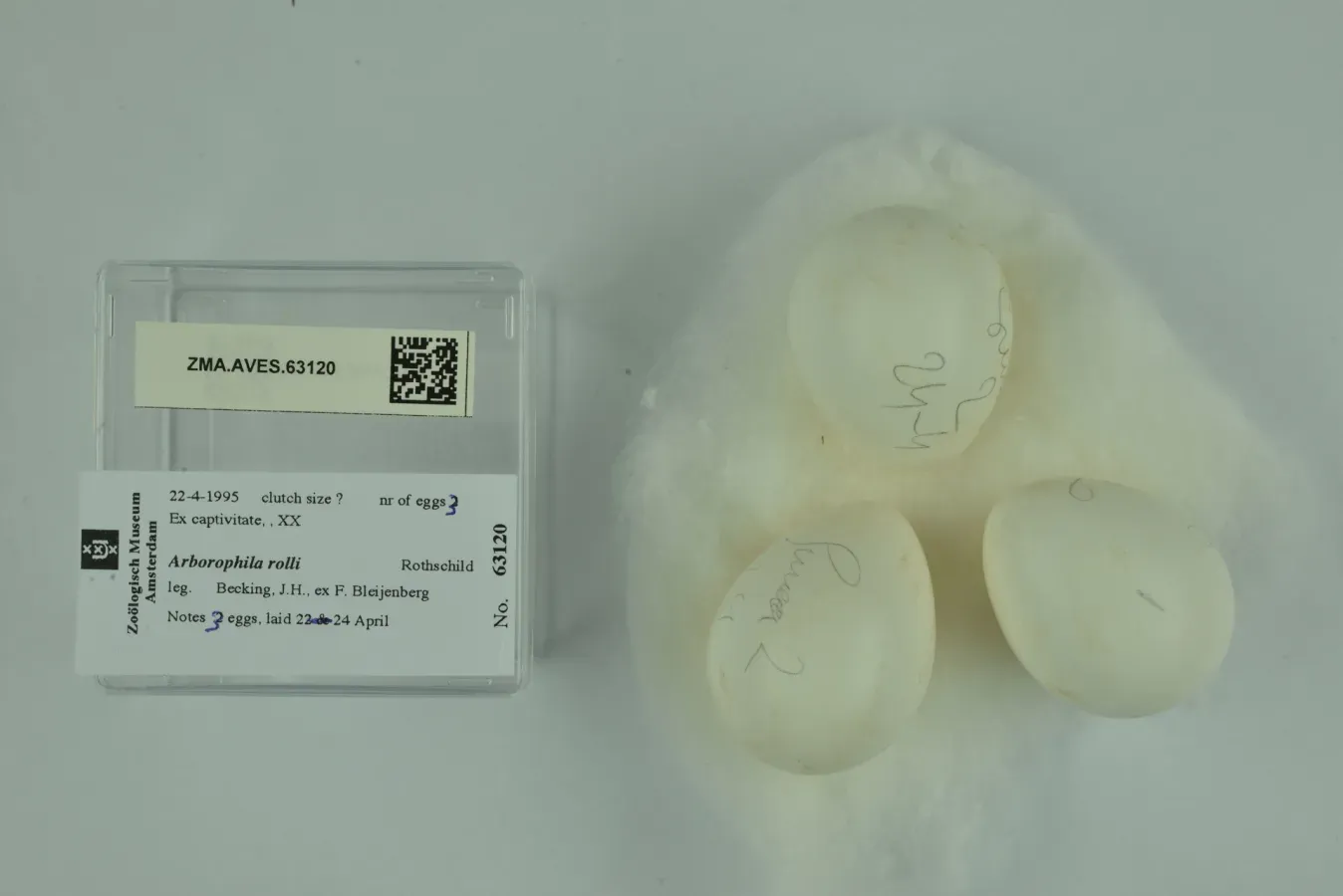 File:Arborophila rolli (Rothschild, 1909) 2434201556.jpg