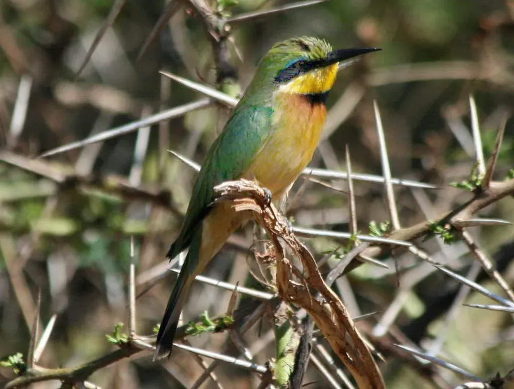 File:Cinnamon-chested Bee-eater (Merops oreobates), Tanzania RWD.jpg