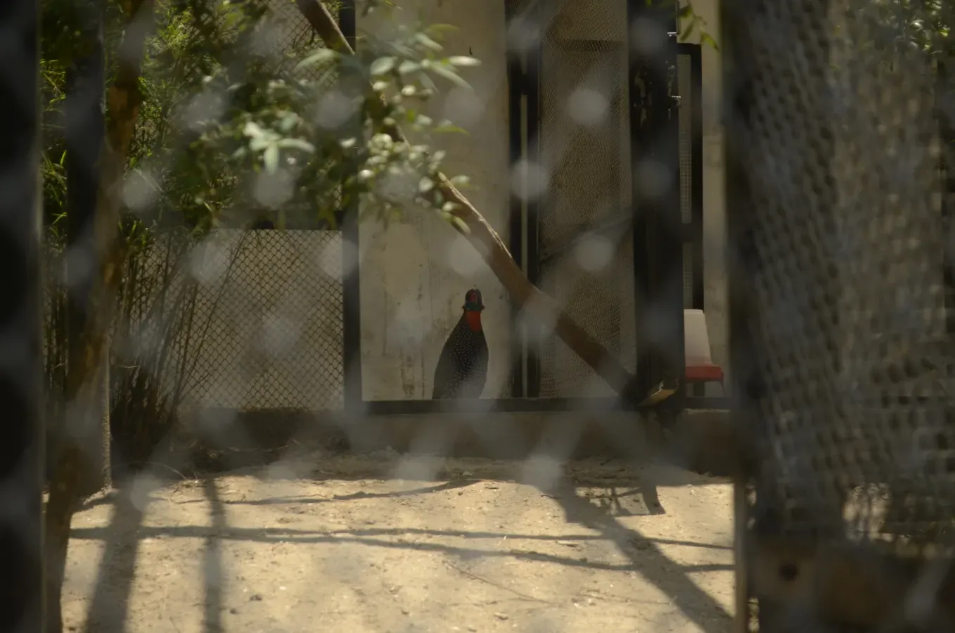 File:Captive Western Tragopan Tragopan melanocephalus at Sarahan Pheasantry, Himachal Pradesh JEG8423.jpg