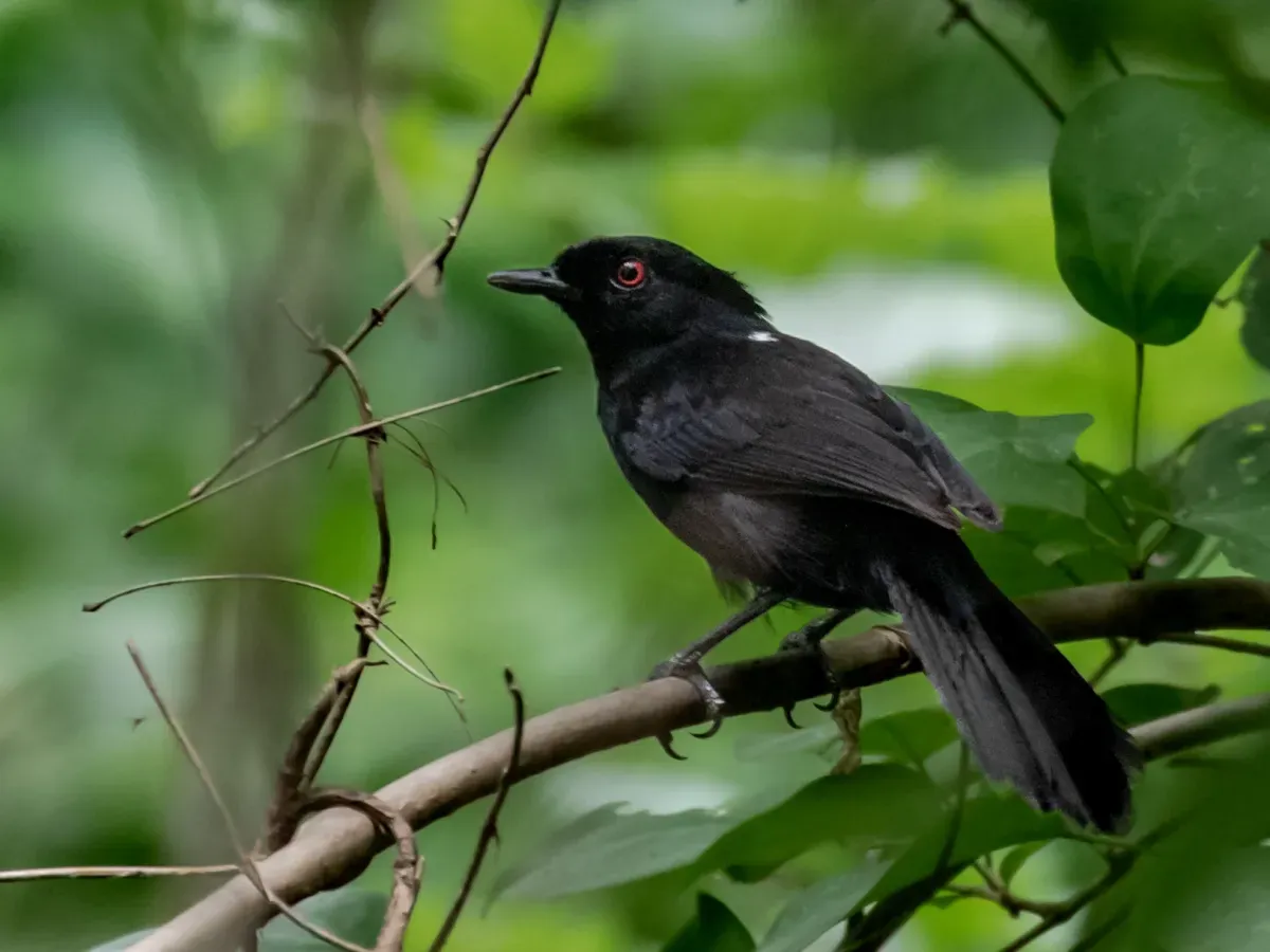 File:Pyriglena maura - Western Fire-eye (male); Vila Bela da Santíssima Trindade, Mato Grosso, Brazil.jpg