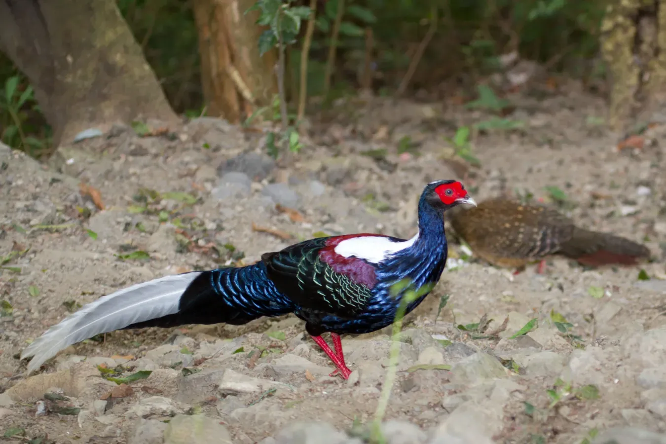 File:2014-03-28 Lophura swinhoii (Swinhoe's Pheasant).jpg