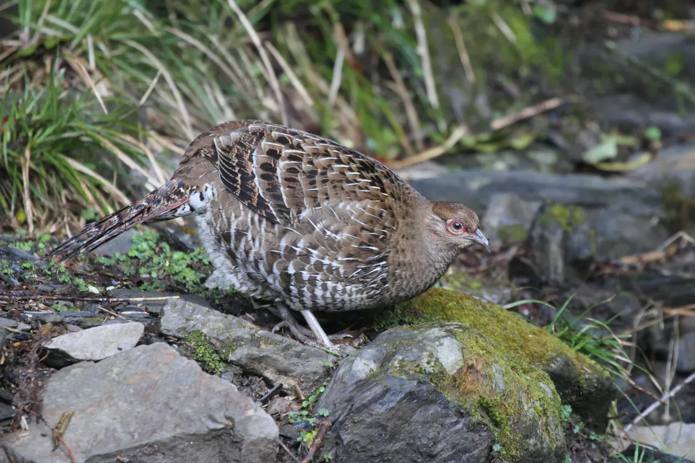 File:2014-03-30 Syrmaticus mikado (Mikado Pheasant) 01.jpg