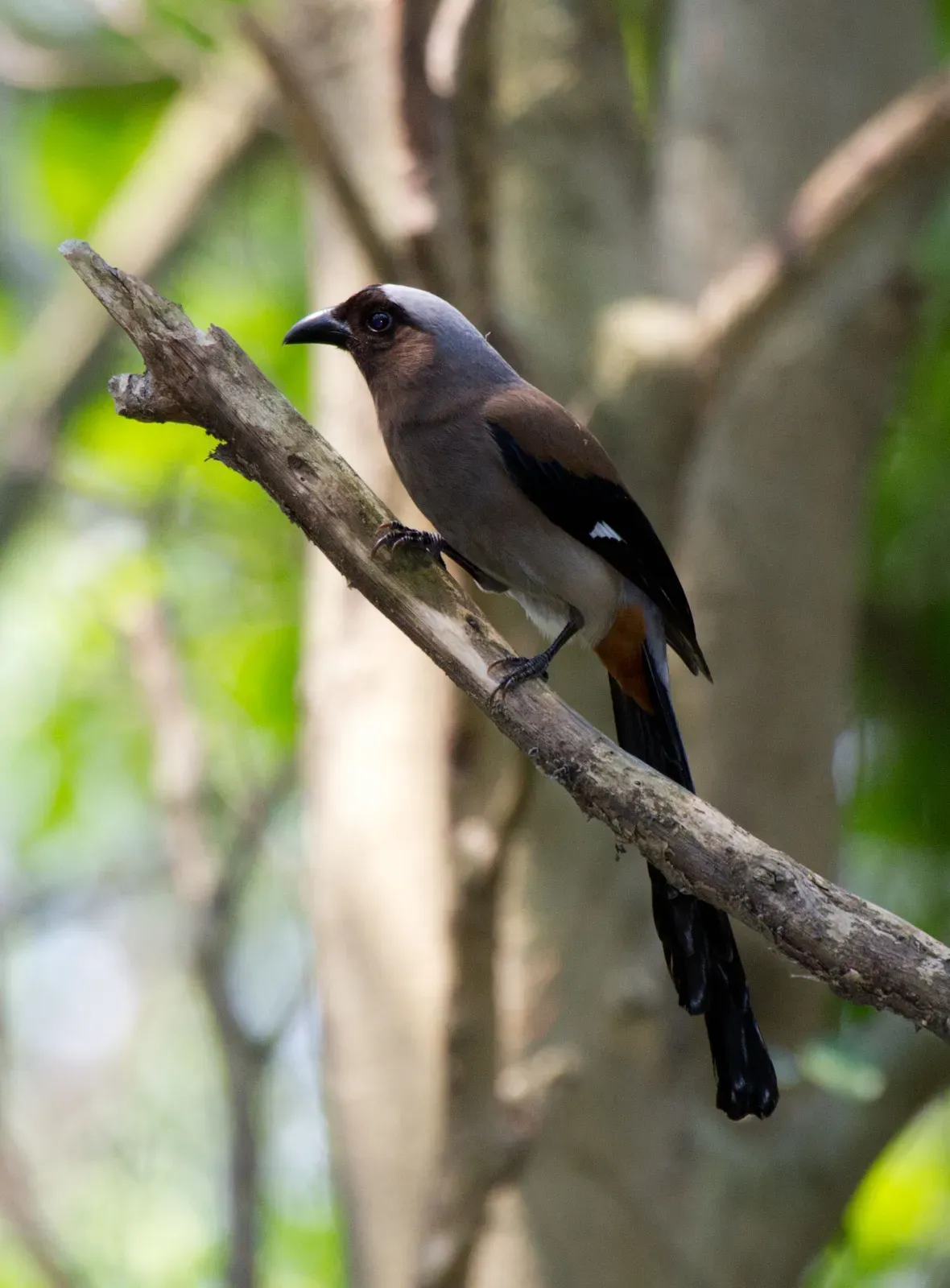File:2014-04-05 Dendrocitta formosae formosae (Grey Treepie) 01.jpg