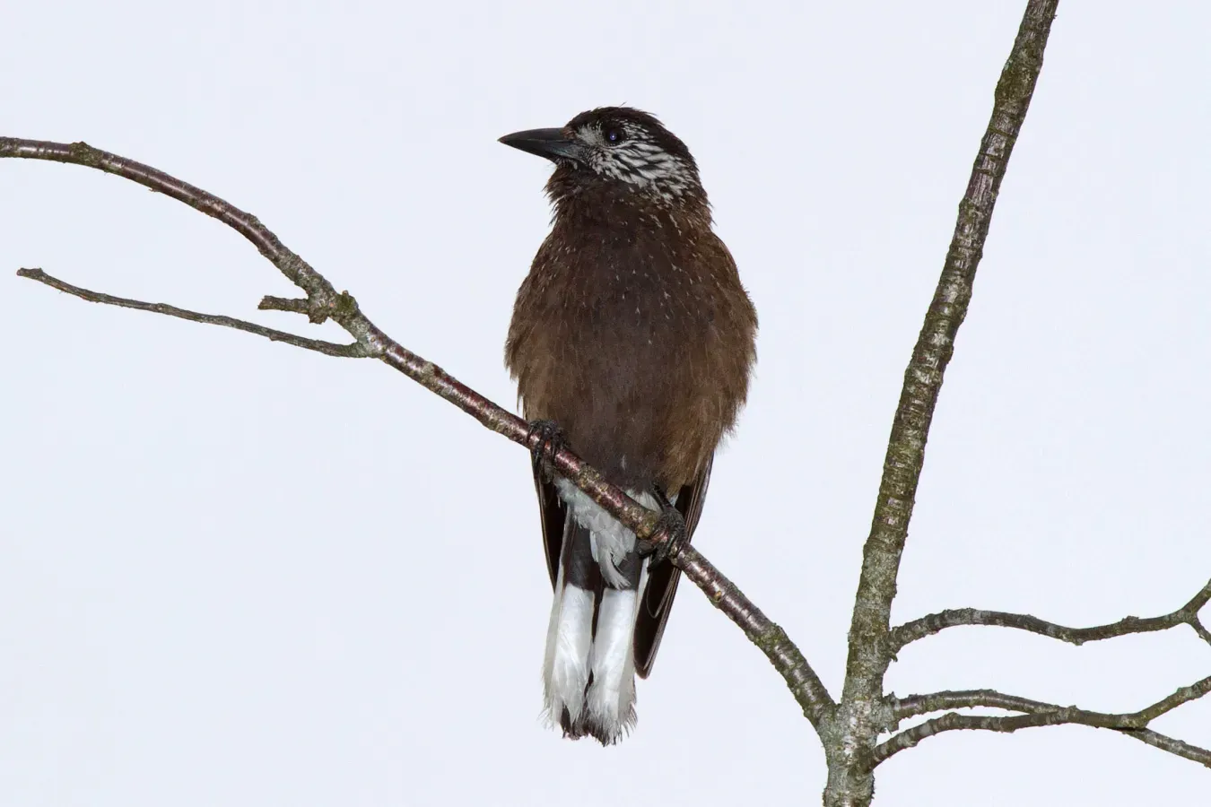 File:2014-03-29 Nucifraga hemispila owstoni (Southern Nutcracker), Taichung County, Taiwan 01.jpg