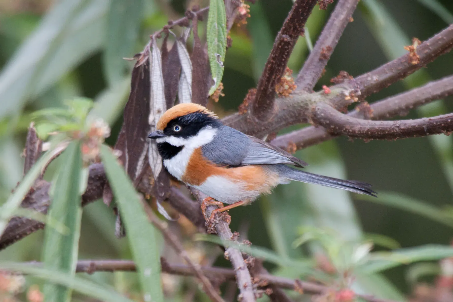 File:2014-03-28 Aegithalos concinnus concinnus (Black-throated Bushtit).jpg