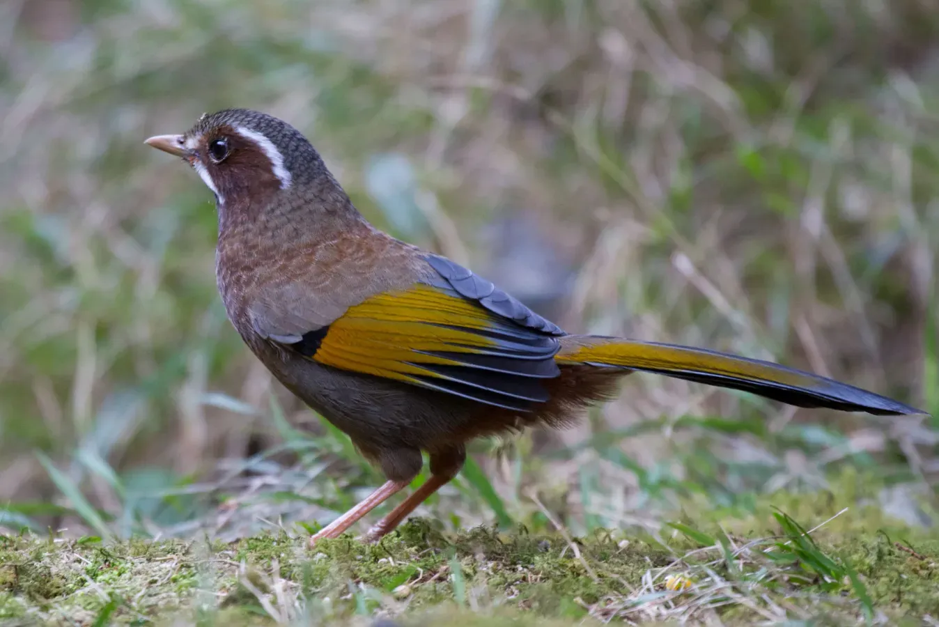 File:2014-03-28 Trochalopteron morrisonianum (White-whiskered Laughingthrush) 01.jpg
