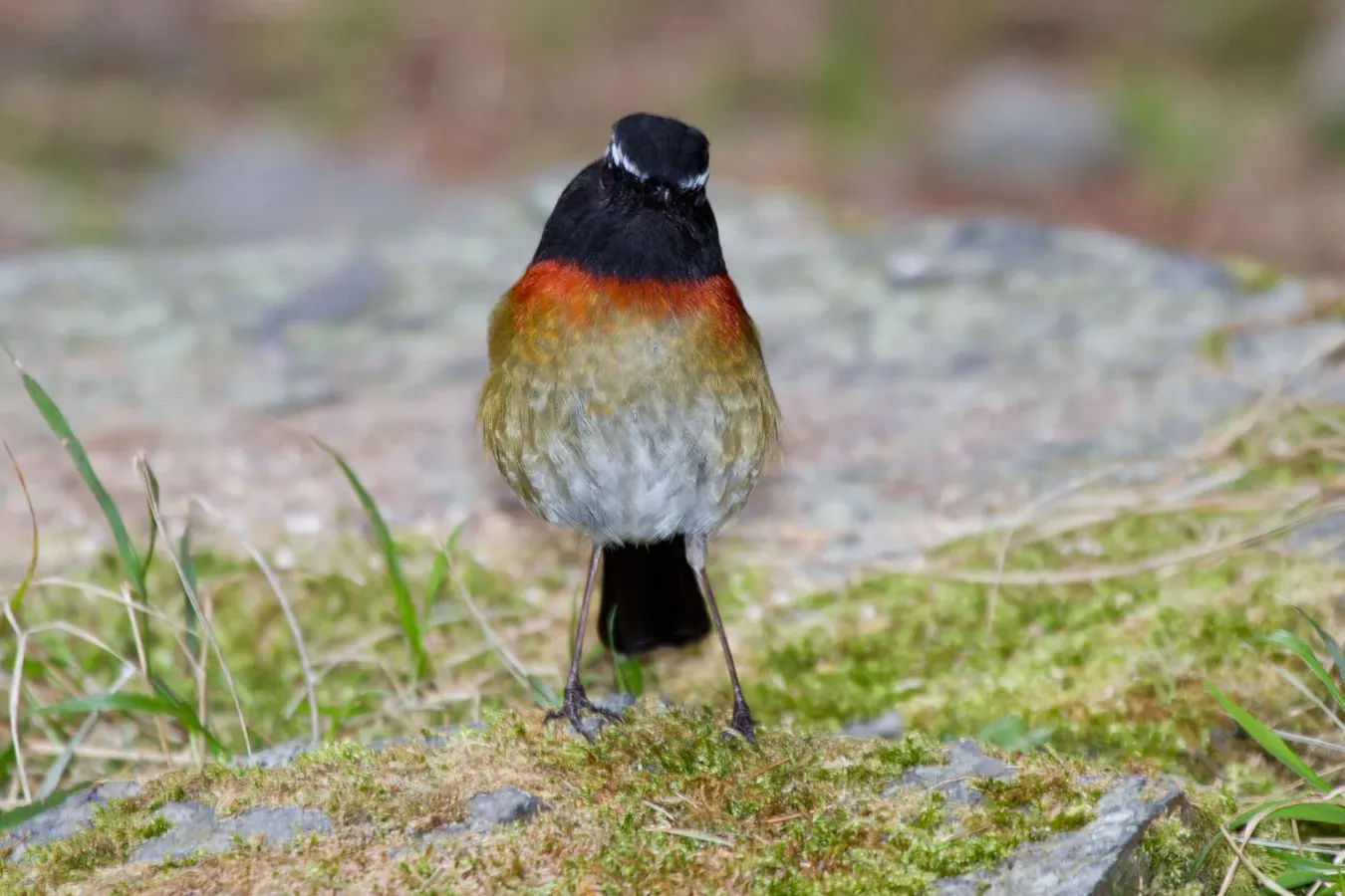 File:2014-03-28 Tarsiger johnstoniae (Collared Bush Robin) male 01.jpg