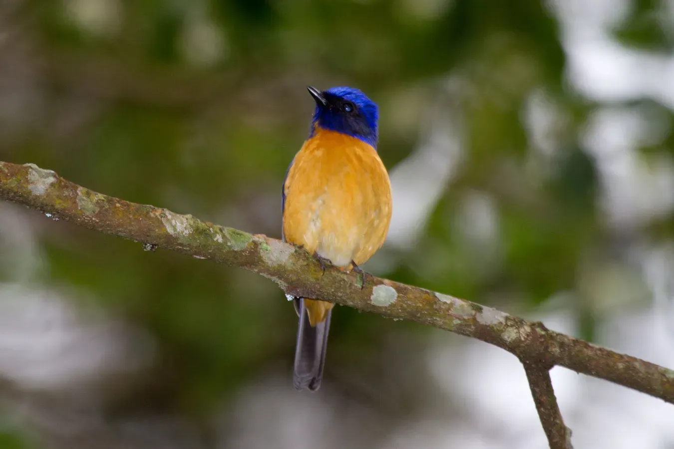File:2014-03-29 Niltava vivida vivida (Vivid Niltava) male.jpg