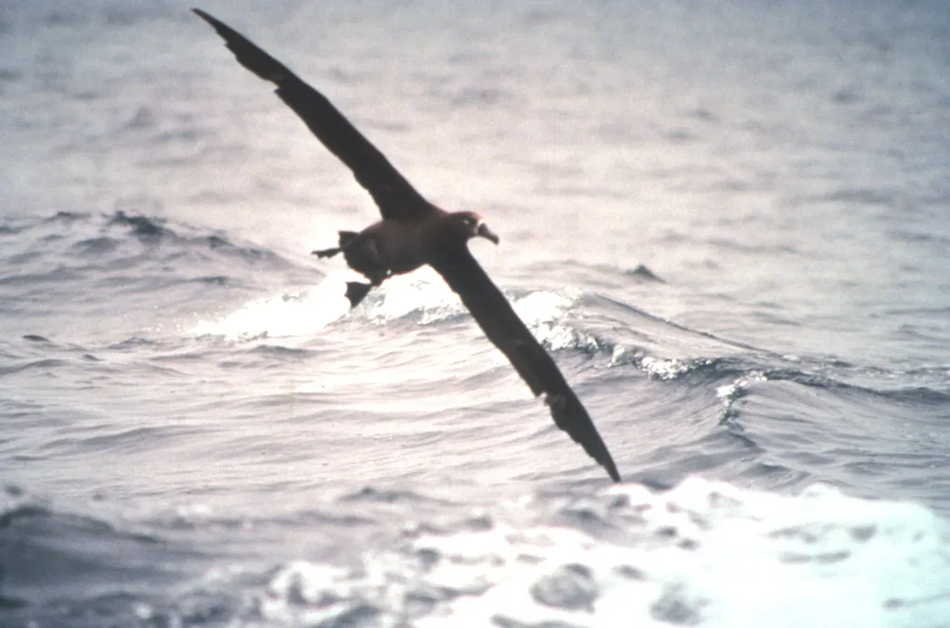 File:Black-footed albatross (Phoebastria nigripes) in flight.jpg