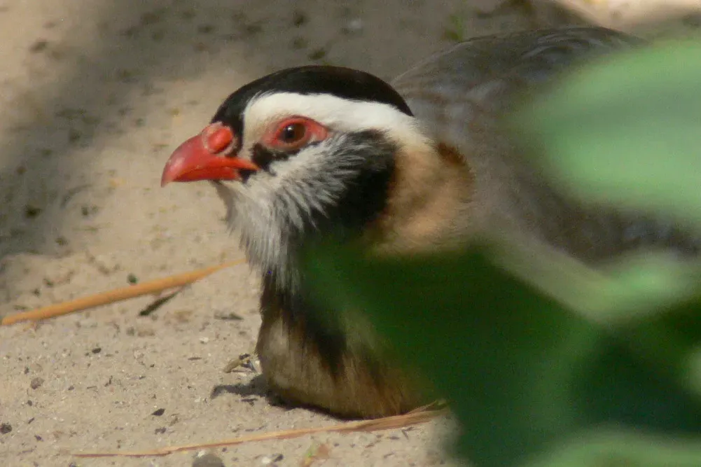 File:Alectoris melanocephala.jpg