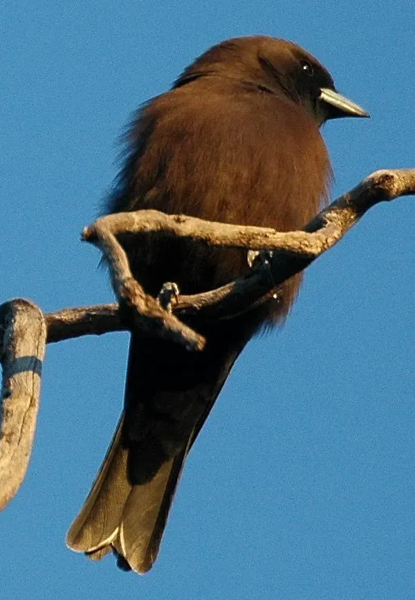 File:Artamus minor 1.jpg