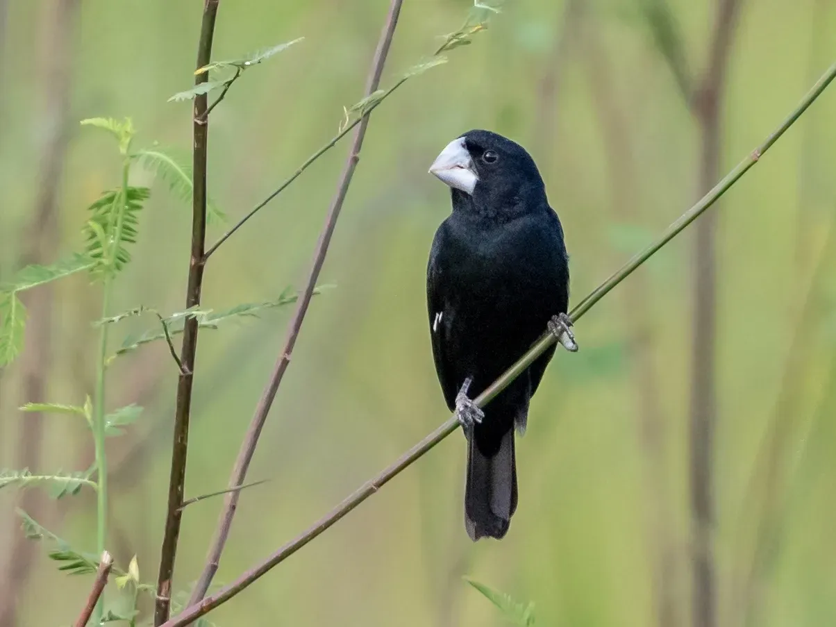File:Sporophila maximiliani Great-billed Seed-finch (male), Mato Grosso, Brazil.jpg