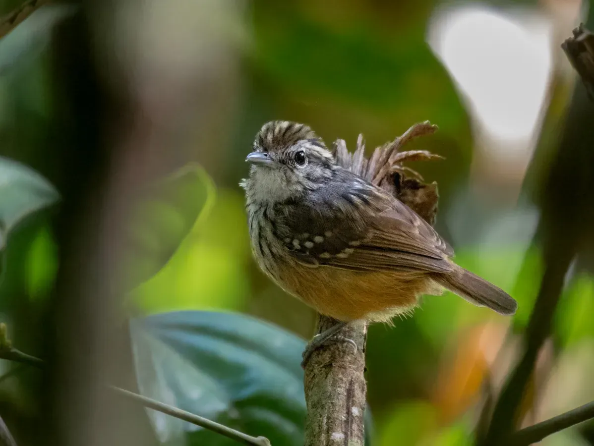 File:Hypocnemis ochrogyna Rondonia Warbling-Antbird (female); Pimenteiras d'Oeste, Rondônia, Brazil.jpg
