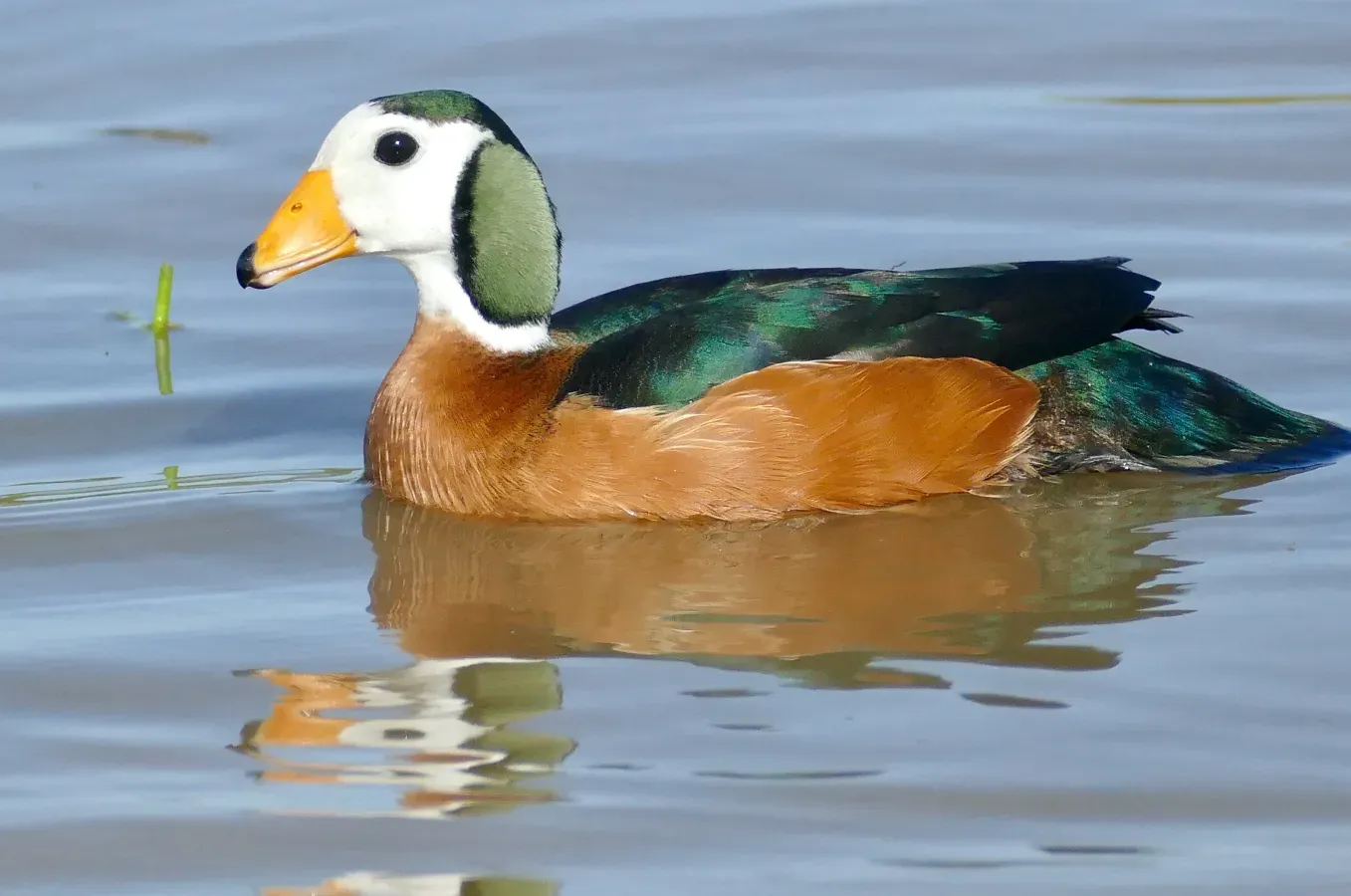 File:African Pygmy-Goose (Nettapus auritus) male ... (51901666640).jpg