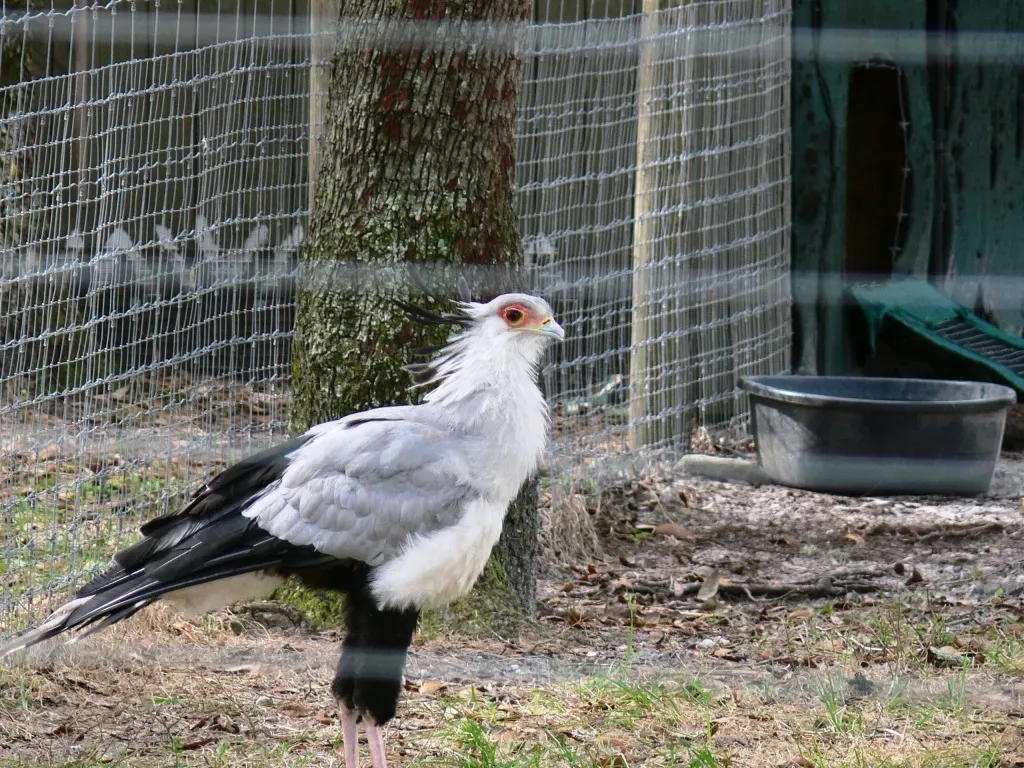 File:Lowry Park Zoo Secretarybird (Sagittarius serpentarius) by Lee.jpg