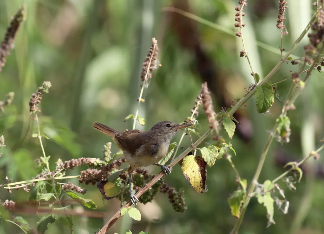 File:Acrocephalus brevipennis 294A5867 Kapverdenrohrsänger.jpg