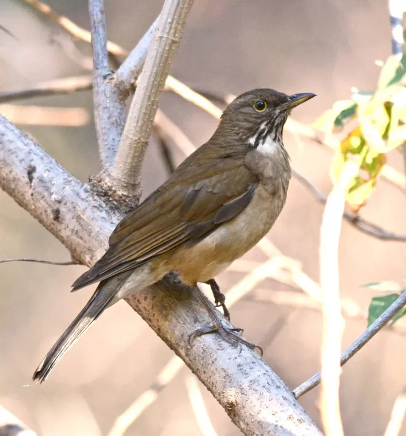 File:Mirlo Garganta Blanca, White Throated Thrush, Turdus assimilis (13362733943), crop.jpg