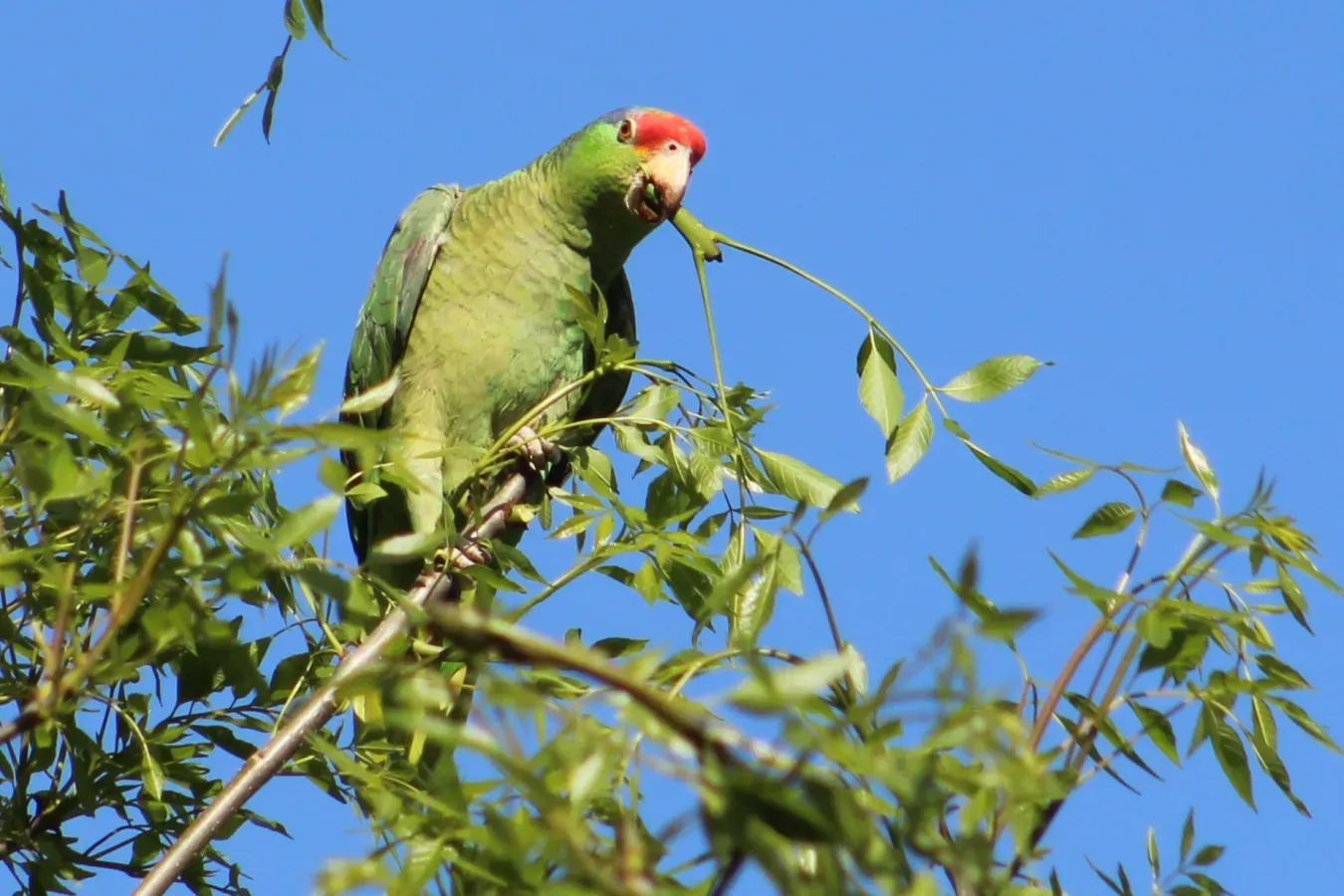 File:Amazona viridigenalis, Saltillo, Coahuila, Mexico 1.jpg