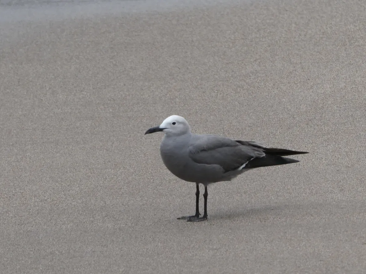 File:Gaviota garuma (Leucophaeus modestus). Parque nacional Pan de Azúcar. Región de Atacama. Chile.jpg
