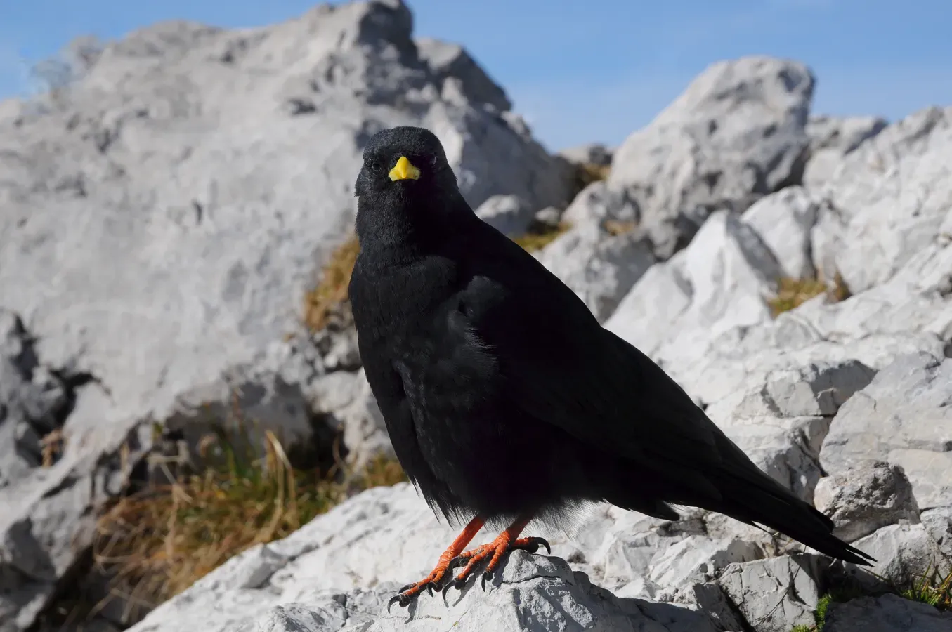 File:Alpendohle, Pyrrhocorax graculus 2.JPG