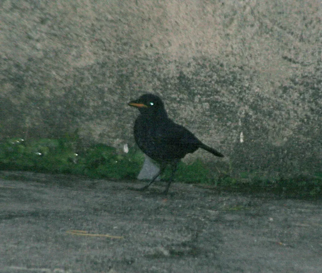File:Myophonus robinsoni.JPG