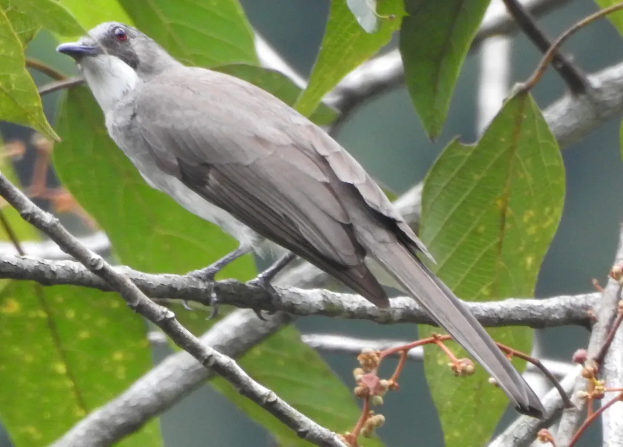 File:Hemixos cinereus ssp. cinereus.jpg