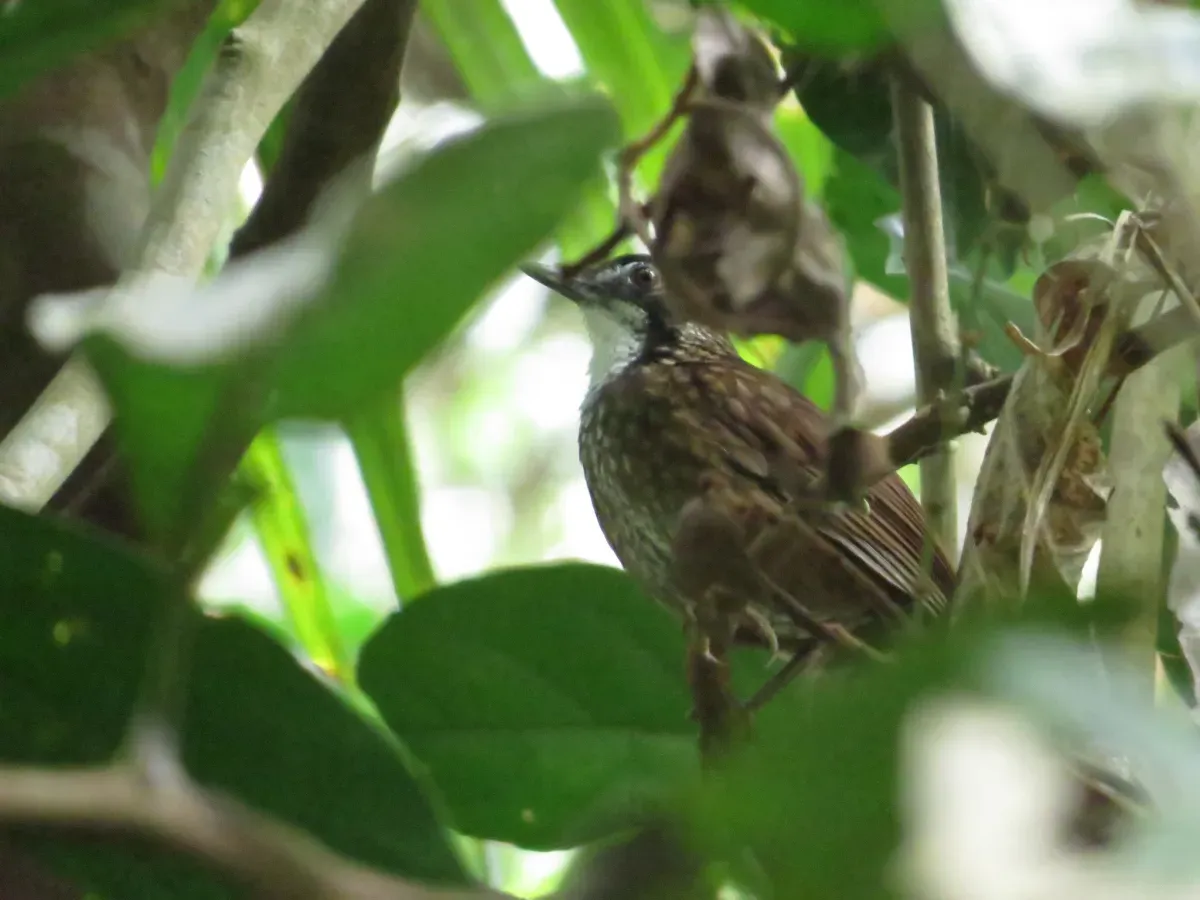 File:Turdinus macrodactylus.jpg