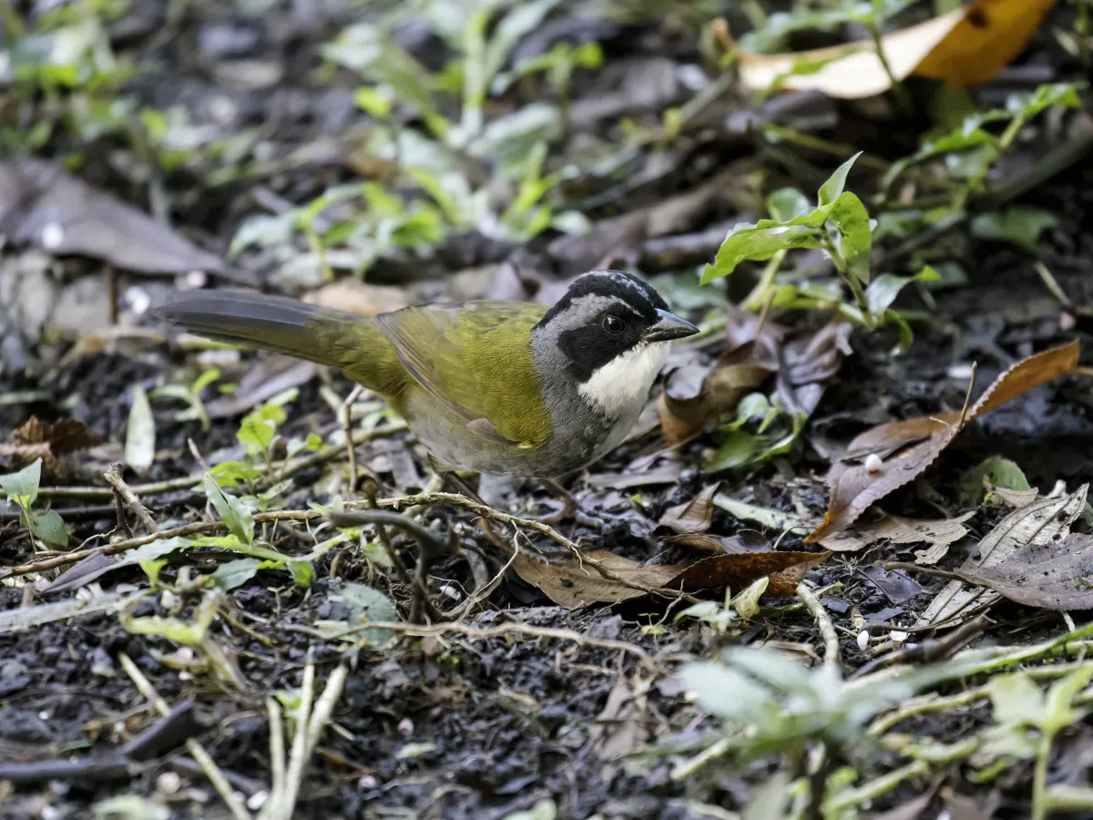 File:Arremon costaricensis - Costa Rican Brushfinch.jpg
