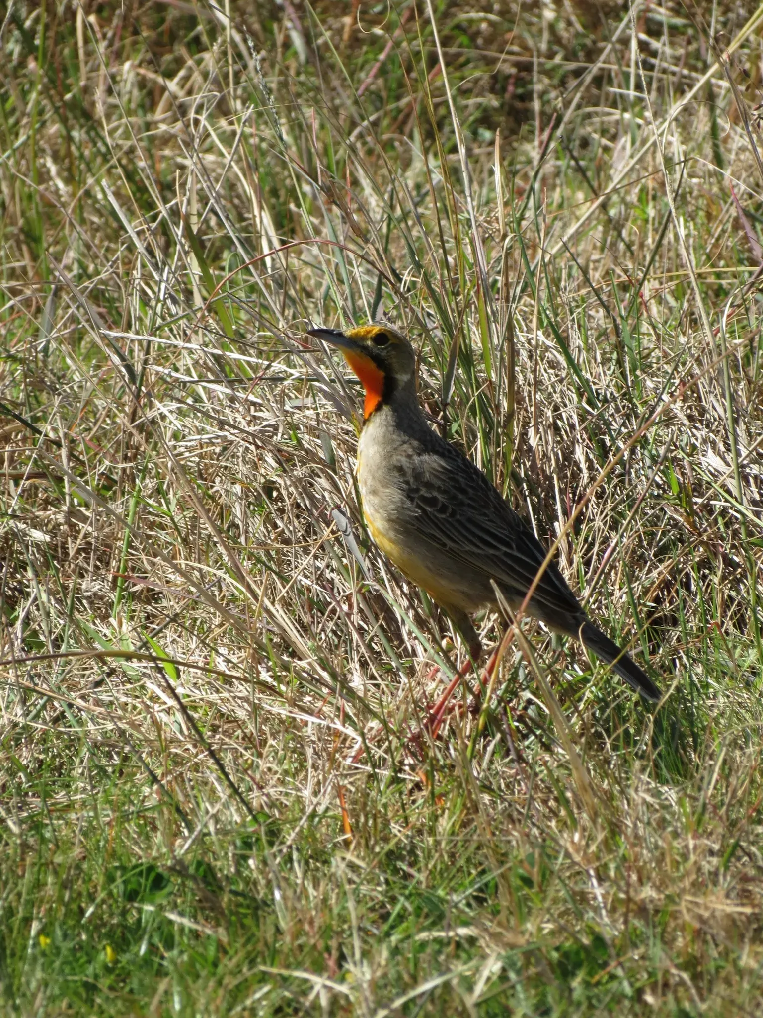 File:Macronyx capensis ssp. capensis.jpg
