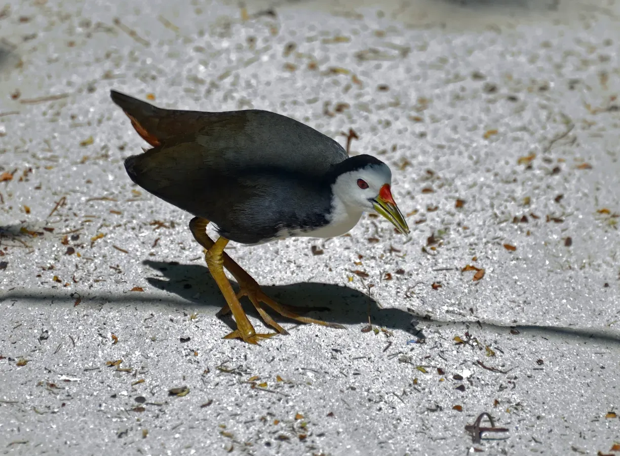 File:Amaurornis phoenicurus. Eriyadu, Maldives.jpg
