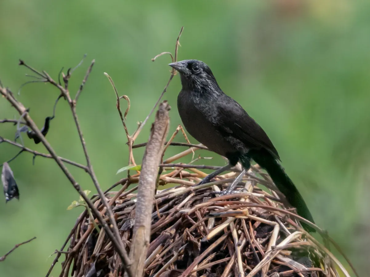 File:Anumara forbesi - Forbes's Blackbird; Tamandaré, Pernambuco, Brazil.jpg