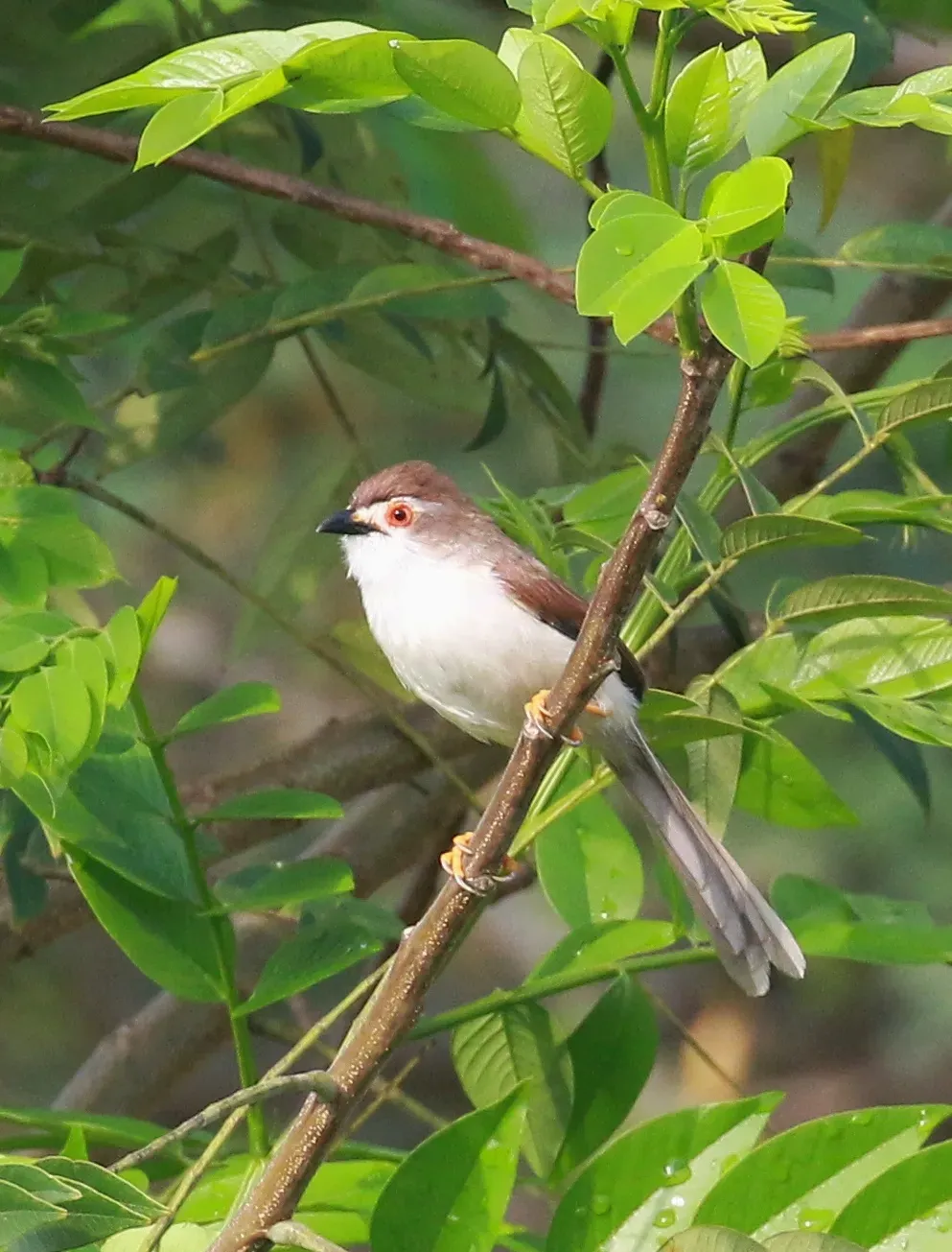File:Yellow-eyed babbler (Chrysomma sinense).jpg