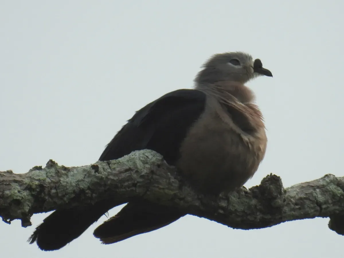 File:Ducula pacifica 109932741.jpg