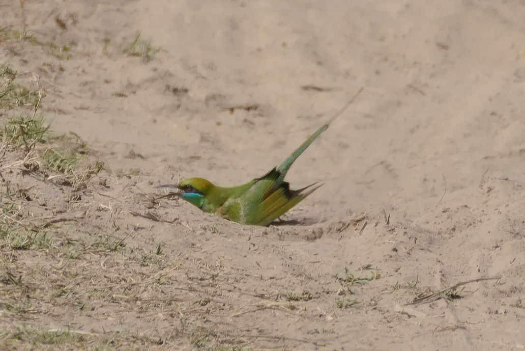 File:Asian green bee-eater (Merops orientalis beludschicus) dust bathing near Roorkee, Haridwar district.jpg